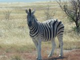 zebre Etosha FP